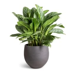 Mini Orb Kevan Plant Pot - Black Washed 25 Mini Orb Kevan Plant Pot - Black Washed -Plants Sale Store Aglaonema Stripes Chinese Evergreen 30x80cm Mini Orb Kevan Plant Pot Black Washed 39x35cm fae8348e e067 44c4 a8e0 73ac5d9ecf65