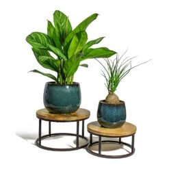 Beaucarnea - Pony Tail Palm - Orb -Plants Sale Store Aglaonema Stripes Chinese Evergreen Beaucarnea Pony Tail Palm Orb odile petrol plant pot lois stand 92954cdc 0cbb 4fd7 a541 418c714eaf25
