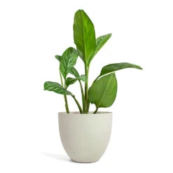 Coral Refined Planter - Natural White -Plants Sale Store Aglaonema Stripes Chinese Evergreen Coral Refined Planter Natural White