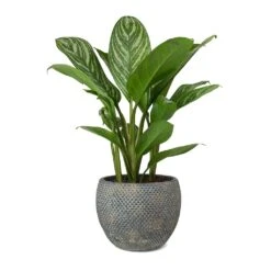 Aglaonema Stripes - Chinese Evergreen -Plants Sale Store Aglaonema Stripes Chinese Evergreen Fay Plant Pot
