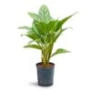 Aglaonema Stripes - Chinese Evergreen - HydroCare 1 Aglaonema Stripes - Chinese Evergreen - HydroCare -Plants Sale Store Aglaonema Stripes Chinese Evergreen Hydroculture 18 19x60cm