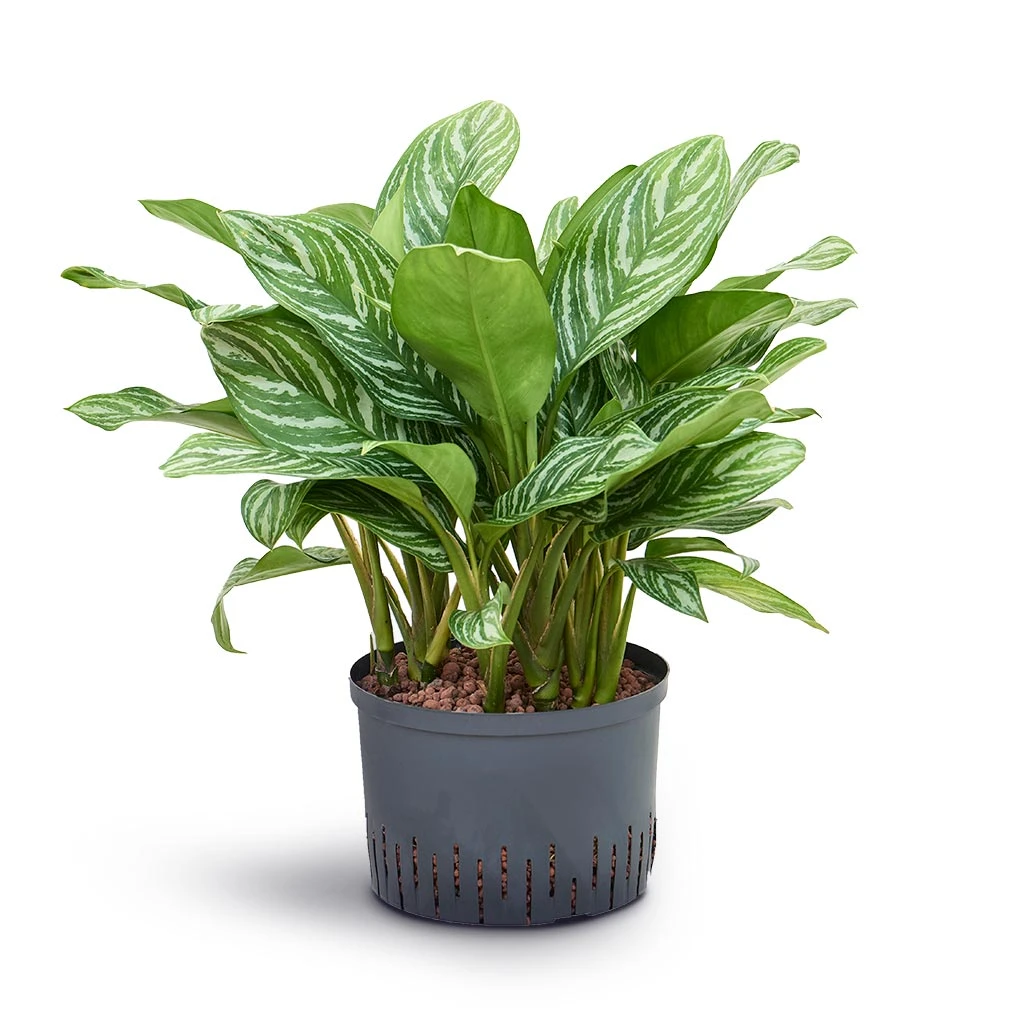 Aglaonema Stripes - Chinese Evergreen - HydroCare 6 Aglaonema Stripes - Chinese Evergreen - HydroCare - Image 4