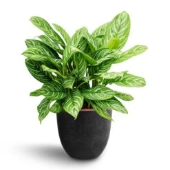 Aglaonema Stripes - Chinese Evergreen - HydroCare 15 Aglaonema Stripes - Chinese Evergreen - HydroCare -Plants Sale Store Aglaonema Stripes Chinese Evergreen Hydroculture Bola Artstone Plant Pot Black