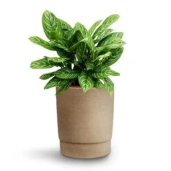Aglaonema Stripes - Chinese Evergreen - HydroCare 18 Aglaonema Stripes - Chinese Evergreen - HydroCare -Plants Sale Store Aglaonema Stripes Chinese Evergreen Hydroculture Chao Plant Pot Concrete