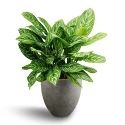 Aglaonema Stripes - Chinese Evergreen - HydroCare 13 Aglaonema Stripes - Chinese Evergreen - HydroCare -Plants Sale Store Aglaonema Stripes Chinese Evergreen Hydroculture Grigio Egg Pot Planter Natural Concrete