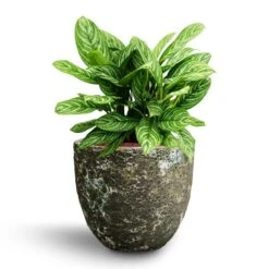Aglaonema Stripes - Chinese Evergreen - HydroCare 17 Aglaonema Stripes - Chinese Evergreen - HydroCare -Plants Sale Store Aglaonema Stripes Chinese Evergreen Hydroculture Lava Couple Relic Planter Jade