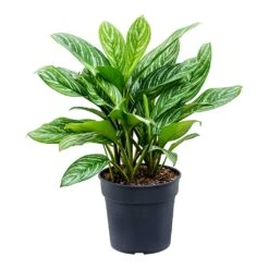 Aglaonema Stripes - Chinese Evergreen -Plants Sale Store Aglaonema Stripes Chinese Evergreen Large