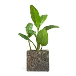 Lava Cube Relic Planter - Rust -Plants Sale Store Aglaonema Stripes Chinese Evergreen Lava Cube Relic Planter Rust