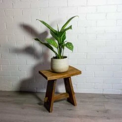 Aglaonema Stripes - Chinese Evergreen -Plants Sale Store Aglaonema Stripes Chinese Evergreen iris sand plant pot natural 32b7ed61 17a3 4152 901e 2d3b661bf464