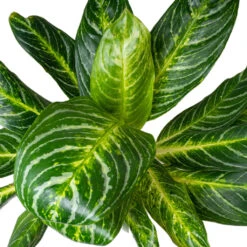 Aglaonema Key Lime - Chinese Evergreen -Plants Sale Store AglaonemaKeyLime ChineseEvergreen 1