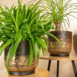 Aico Plant Pot - Shiny Brown -Plants Sale Store Aico shiny brown 05