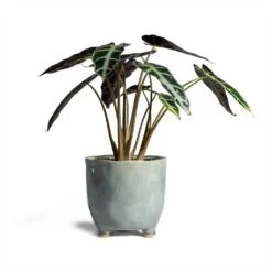 Alocasia Bambino Arrow - Jewel Alocasia -Plants Sale Store Alocasia Bambino Arrow Jewel Alocasia 14x35cm Kaat Plant Pot Blue Grey 16x16cm
