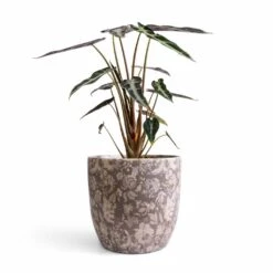 Alocasia Bambino Arrow - Jewel Alocasia -Plants Sale Store Alocasia Bambino Arrow Jewel Alocasia 14x35cm Monza Plant Pot Vintage Grey 17x17cm 47056870 093b 4b2b bd09 9244d03a694f