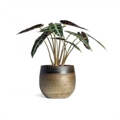 Mya Plant Pot - Deep Champagne 27 Mya Plant Pot - Deep Champagne -Plants Sale Store Alocasia Bambino Arrow Jewel Alocasia 14x35cm Mya Plant Pot Deep Champagne 18x16cm 1236a17a ed1a 4116 9b7b 8894167eda24