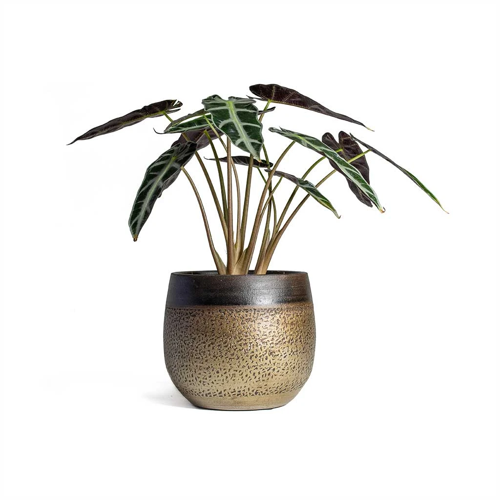 Mya Plant Pot - Deep Champagne 13 Mya Plant Pot - Deep Champagne - Image 11