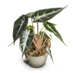 Alocasia Bambino Arrow - Jewel Alocasia -Plants Sale Store Alocasia Bambino Arrow Jewel Alocasia 9x15cm 2