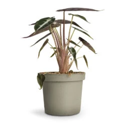 Alocasia Bambino Arrow - Jewel Alocasia -Plants Sale Store Alocasia Bambino Arrow Jewel Alocasia 9x15cm