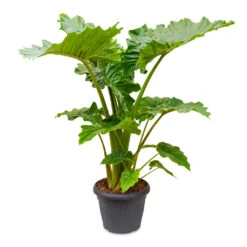 Alocasia Portodora - Upright Elephant Ear -Plants Sale Store Alocasia Portodora 35x120cm