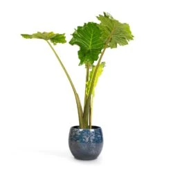 Alocasia Portodora - Upright Elephant Ear -Plants Sale Store Alocasia Portodora Upright Elephant Ear 24x90cm Aimee Plant Pot River Blue 33x28cm