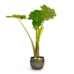 Alocasia Portodora - Upright Elephant Ear -Plants Sale Store Alocasia Portodora Upright Elephant Ear 24x90cm Ellen Metal Plant Pots Set3 Vintage Green 4667239b ad7f 42bd aba5 d1754f026680
