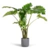 Alocasia Portodora - Upright Elephant Ear -Plants Sale Store Alocasia Portodora Upright Elephant Ear 24x90cm Lisbon Plant Pot Charcoal 26x26cm