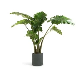 Alocasia Portodora - Upright Elephant Ear -Plants Sale Store Alocasia Portodora Upright Elephant Ear 24x90cm Max Refined Planter Pine Green 29x29.5cm