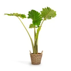 Alocasia Portodora - Upright Elephant Ear -Plants Sale Store Alocasia Portodora Upright Elephant Ear 24x90cm Nanna Wikr Plant Basket Natural 30x32cm