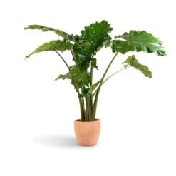 Alocasia Portodora - Upright Elephant Ear -Plants Sale Store Alocasia Portodora Upright Elephant Ear 24x90cm Terracotta Plant Pot 30x26cm