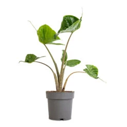 Alocasia Stingray - Elephant Ear -Plants Sale Store Alocasia Stingray Elephant Ear 13x40cm