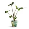 Alocasia Stingray - Elephant Ear 1 Alocasia Stingray - Elephant Ear -Plants Sale Store Alocasia Stingray Elephant Ear 13x40cm Monza Plant Pot Botanica Fern 15x15cm