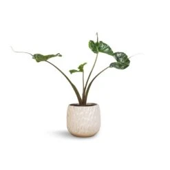 Arles Leaf Plant Pot - White -Plants Sale Store Alocasia Stingray Elephant Ear 17x65cm Arles Leaf Plant Pot White 20x20cm