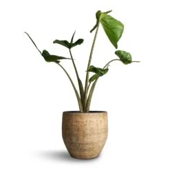 Alocasia Stingray - Elephant Ear -Plants Sale Store Alocasia Stingray Elephant Ear 17x65cm Emmy Plant Pot Camel 22x20cm
