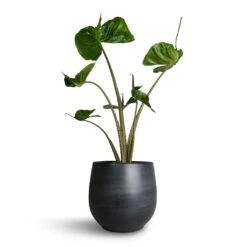 Esra Plant Pot - Graphite 27 Esra Plant Pot - Graphite -Plants Sale Store Alocasia Stingray Elephant Ear 17x65cm Esra Plant Pot Graphite 22x20cm b964970d 913a 4cb5 9e4e be2b7eaae135