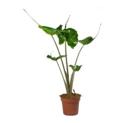 Alocasia Stingray - Elephant Ear -Plants Sale Store Alocasia Stingray Elephant Ear