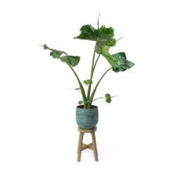Alocasia Stingray - Elephant Ear -Plants Sale Store Alocasia Stingray Elephant Ear Evi Antique Bronze Plant Pot