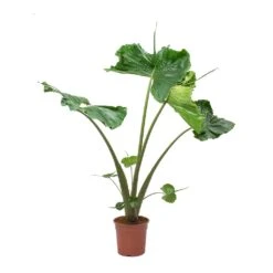 Alocasia Stingray - Elephant Ear -Plants Sale Store Alocasia Stingray Elephant Ear Large