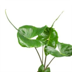 Alocasia Stingray - Elephant Ear -Plants Sale Store Alocasia Stingray Elephant Ear Leaves