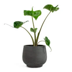 Mini Pixie Plant Pot - Black Washed -Plants Sale Store Alocasia Stingray Elephant Ear Mini Pixie Plant Pot Black Washed