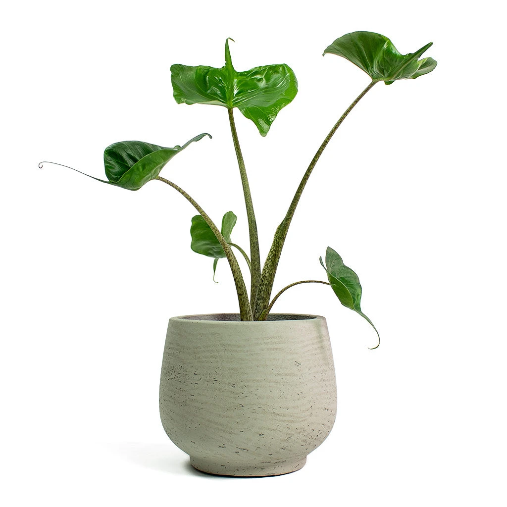Mini Pixie Plant Pot - Grey Washed 7 Mini Pixie Plant Pot - Grey Washed - Image 5