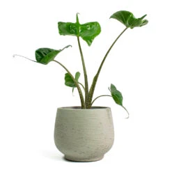 Alocasia Stingray - Elephant Ear -Plants Sale Store Alocasia Stingray Elephant Ear Mini Pixie Plant Pot Grey Washed 9a0a6251 aef9 4d2c a90c 7fc8eff25538