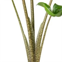 Alocasia Stingray - Elephant Ear -Plants Sale Store Alocasia Stingray Elephant Ear Stems