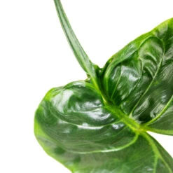 Alocasia Stingray - Elephant Ear -Plants Sale Store Alocasia Stingray Elephant Ear Swatch 3