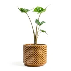 Alocasia Stingray - Elephant Ear -Plants Sale Store Alocasia Stingray Elephant Ear Thies Plant Pot Mustard 489ff64e cd0c 4143 9fca 372bb3c563f5