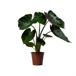 Alocasia Wentii - Hardy Elephant Ear -Plants Sale Store Alocasia Wentii Hardy Elephant Ear 19x65cm 1