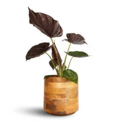 Helle Plant Pot - Natural -Plants Sale Store Alocasia Wentii Hardy Elephant Ear 19x65cm Helle Plant Pot Natural 26x25cm e8c24fc5 f22f 4f84 bacc d255303853b5