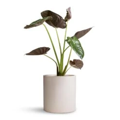 Max Refined Planter - Natural White -Plants Sale Store Alocasia Wentii Hardy Elephant Ear 19x65cm Max Refined Planter Natural White 29x29.5cm d4ea101c 622f 46d9 991b b420903e5507