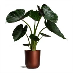 Alocasia Wentii - Hardy Elephant Ear -Plants Sale Store Alocasia Wentii Hardy Elephant Ear 19x65cm Mayk Plant Pot Copper 22.5cmx23cm bf95207a d585 4404 ae11 9e21a8a4d958