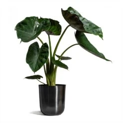 Alocasia Wentii - Hardy Elephant Ear -Plants Sale Store Alocasia Wentii Hardy Elephant Ear 19x65cm Mayk Plant Pot Lead 22.5cmx23cm