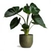 Alocasia Wentii - Hardy Elephant Ear -Plants Sale Store Alocasia Wentii Hardy Elephant Ear 19x65cm Rinca Plant Pot Shiny Green 36x32cm