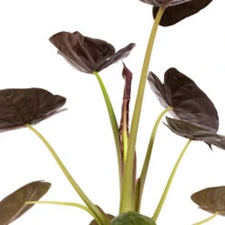 Alocasia Wentii - Hardy Elephant Ear -Plants Sale Store Alocasia Wentii Hardy Elephant Ear DETAIL 3